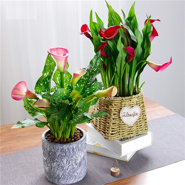 进口彩色马蹄莲