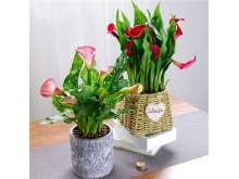 进口彩色马蹄莲