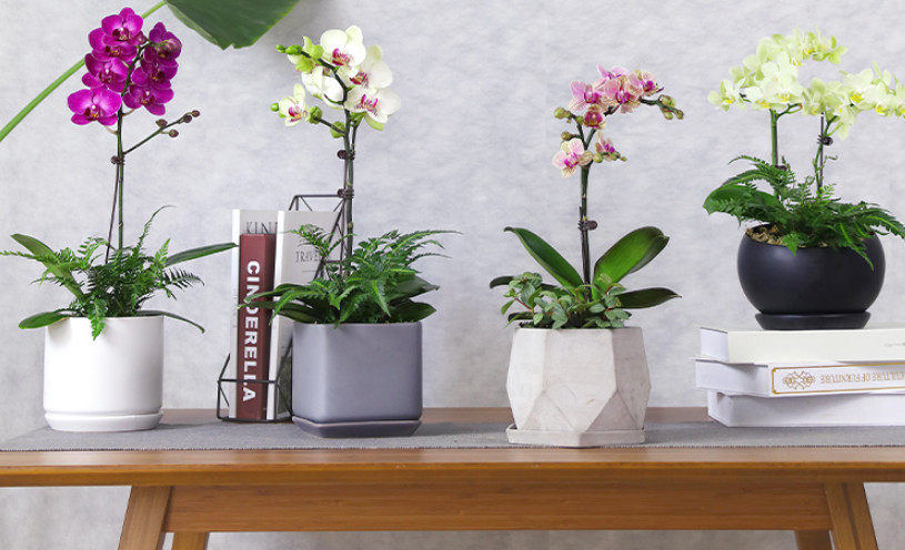 小型彩色蝴蝶兰盆栽