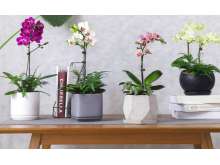 小型彩色蝴蝶兰盆栽