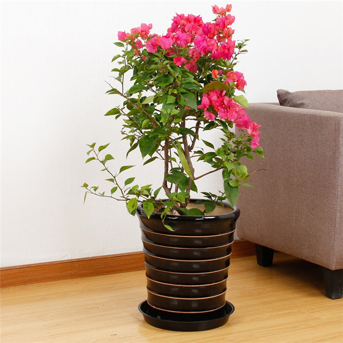 三角梅开花盆景