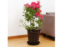 三角梅开花盆景