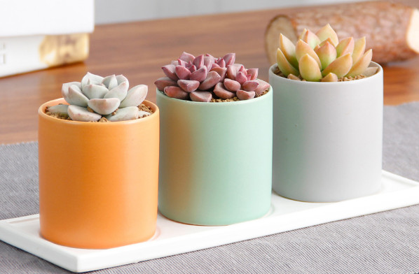 白牡丹、姬胧月、黄丽