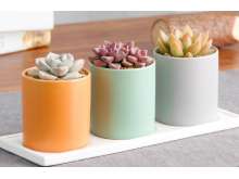 白牡丹、姬胧月、黄丽