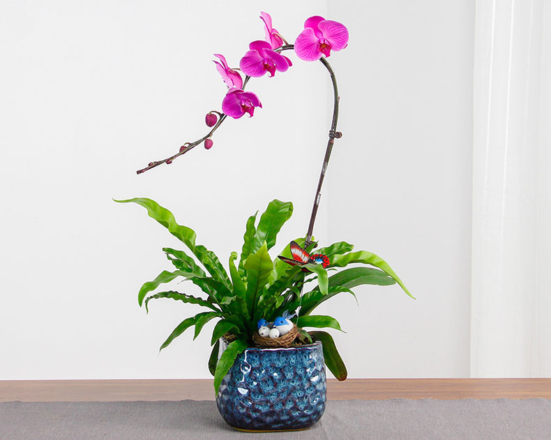 紫色蝴蝶兰盆栽