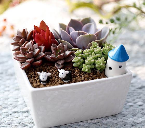 多肉盆栽