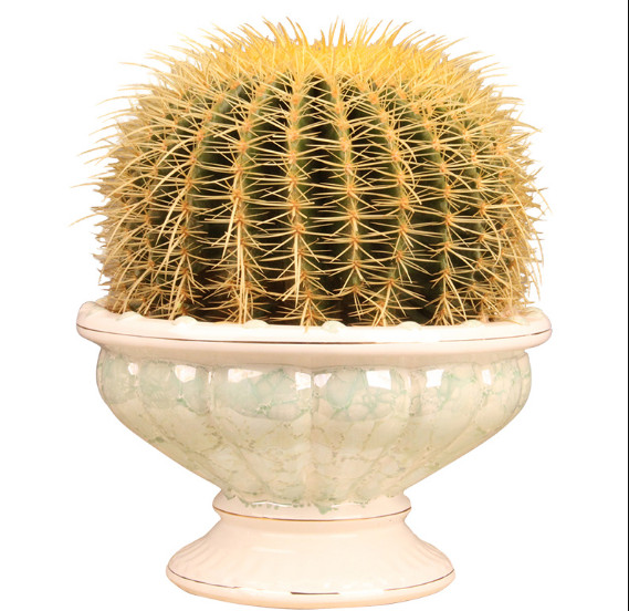 进口金琥仙人球