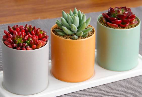 虹之玉、千佛手、蒂亚