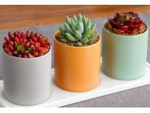 虹之玉、千佛手、蒂亚