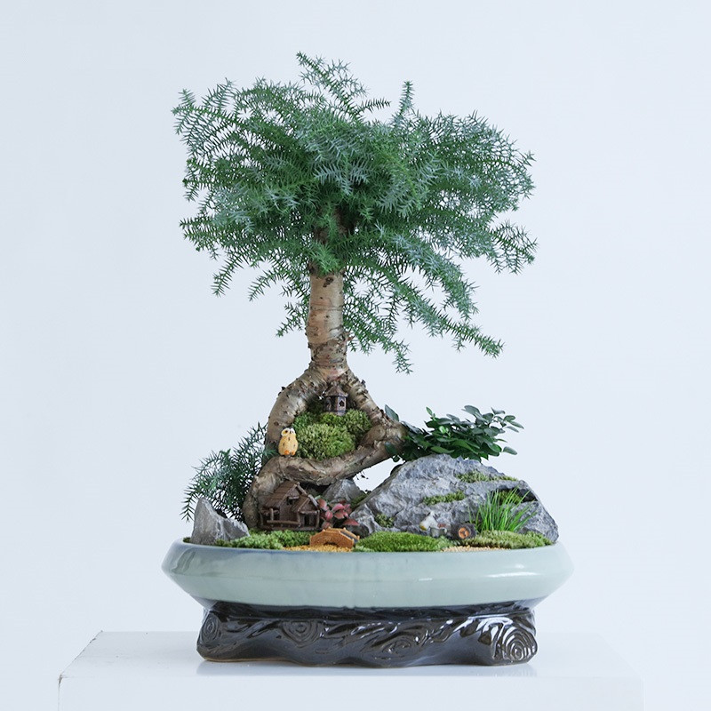 澳洲杉九里香艺术盆景