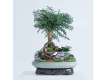 澳洲杉九里香艺术盆景