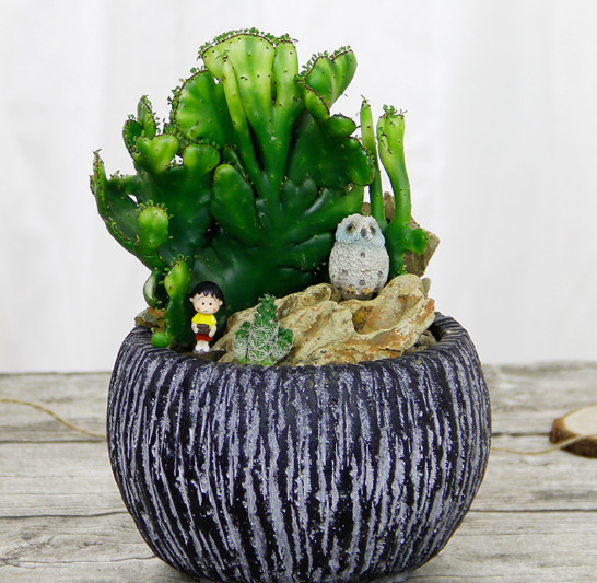 玉麒麟盆栽仙人掌