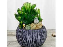 玉麒麟盆栽仙人掌