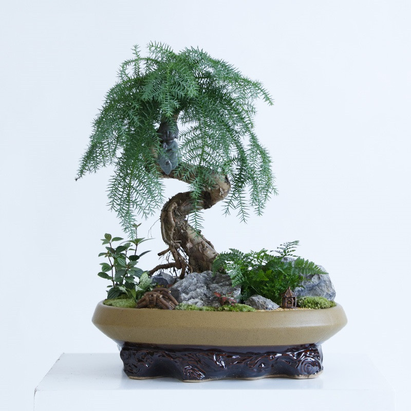 澳洲杉狼尾蕨艺术盆景