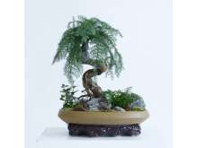澳洲杉狼尾蕨艺术盆景