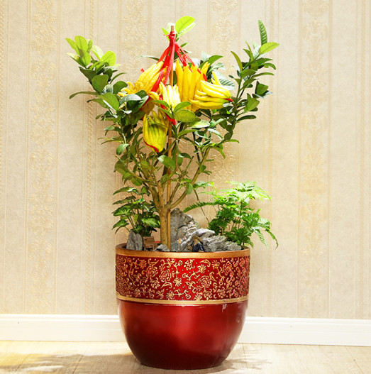 佛手盆栽礼品花卉