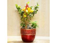 佛手盆栽礼品花卉