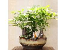 发财树盆栽