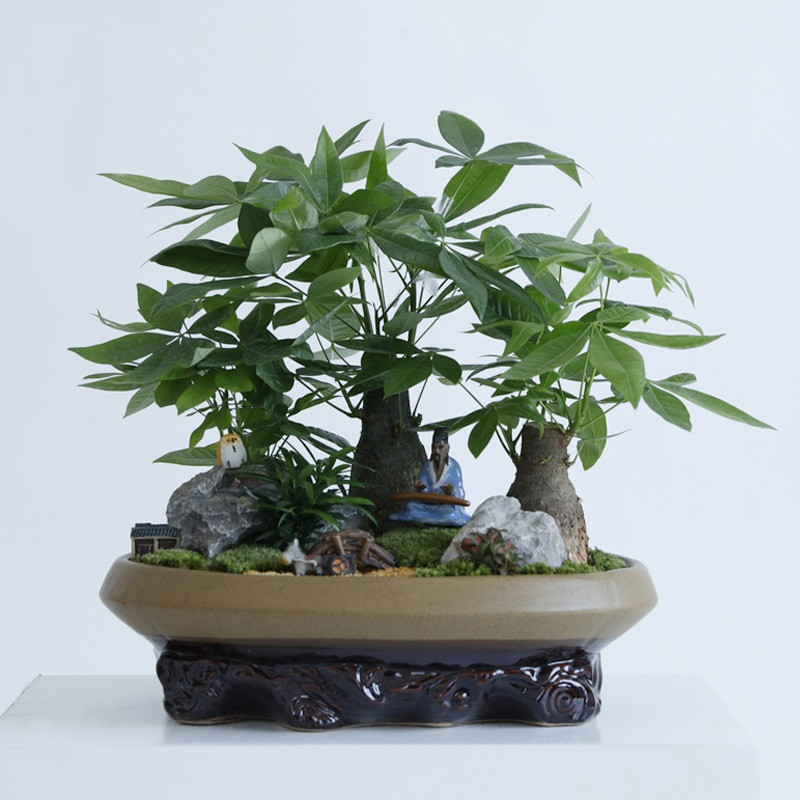 发财树桩艺术盆景