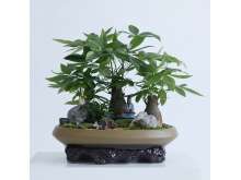 发财树桩艺术盆景
