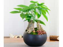 发财树盆景