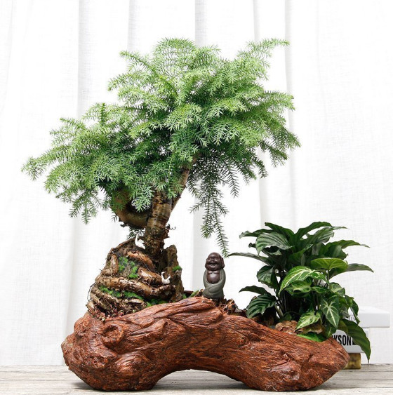 澳洲杉艺术盆栽