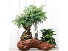 澳洲杉艺术盆栽