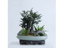 紫檀树上坐佛艺术盆景