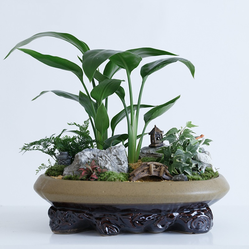 小天堂鸟常春藤艺术盆景