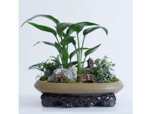 小天堂鸟常春藤艺术盆景