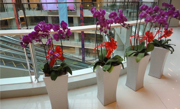 绿化租摆超值套餐A：300-500元/月 15-30株