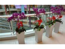 绿化租摆超值套餐A：300-500元/月 15-30株