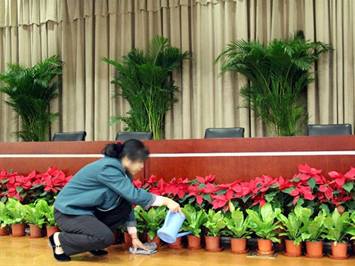 会议花卉租摆案例