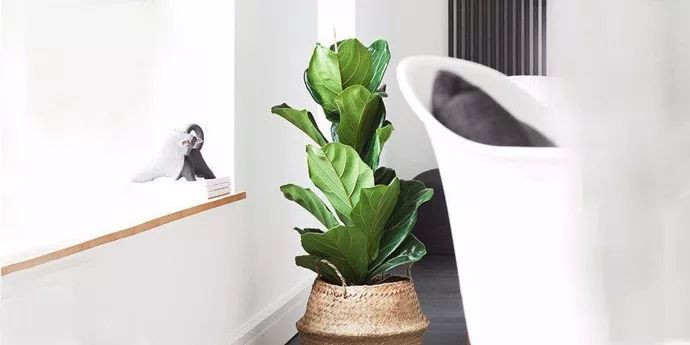 不同场合如何进行花卉租赁租摆